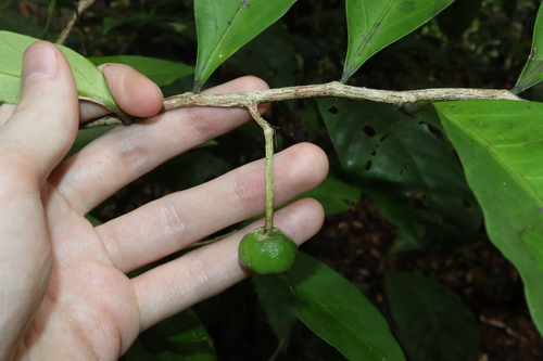 Image of Hedraianthera porphyropetala by (c) Thomas Mesaglio, some rights reserved (CC BY)