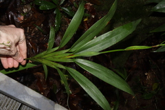 Dianella bambusifolia, photograph (c) Thomas Mesaglio, some rights reserved (CC BY)