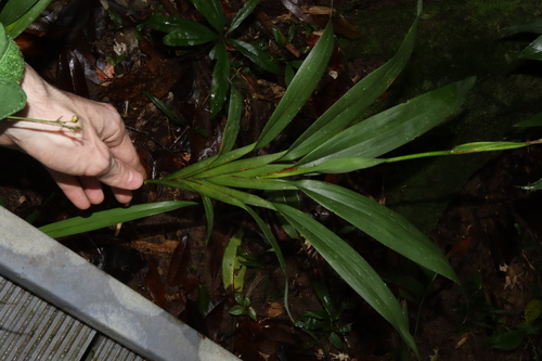 Dianella bambusifolia, photograph 4
