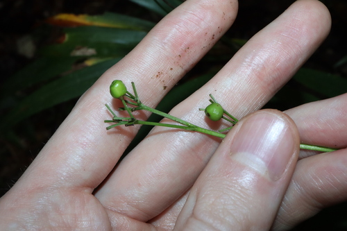 Dianella bambusifolia, photograph 5