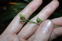 Dianella bambusifolia, photograph (c) Thomas Mesaglio, some rights reserved (CC BY)