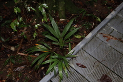 Dianella bambusifolia, photograph (c) Thomas Mesaglio, some rights reserved (CC BY)