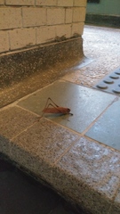 Mecopodinae