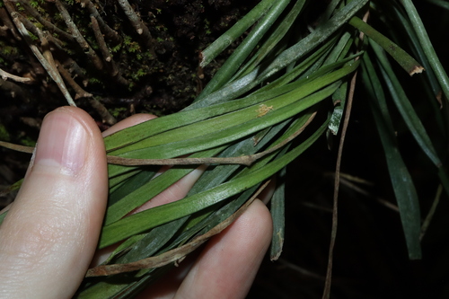 Image of Haplopteris elongata by (c) Thomas Mesaglio, some rights reserved (CC BY)