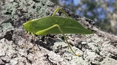Stilpnochlora couloniana