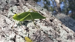 Stilpnochlora couloniana