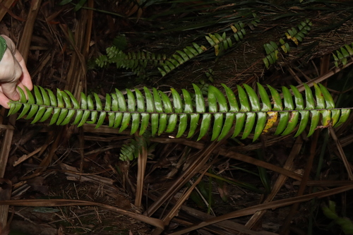Image of Nephrolepis acutifolia by (c) Thomas Mesaglio, some rights reserved (CC BY)