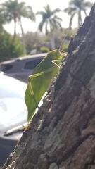 Stilpnochlora couloniana