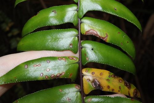 Nephrolepis acutifolia, photograph 5