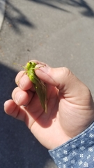 Stilpnochlora couloniana