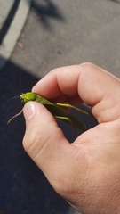 Stilpnochlora couloniana