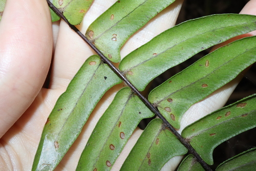 Image of Nephrolepis acutifolia by (c) Thomas Mesaglio, some rights reserved (CC BY)