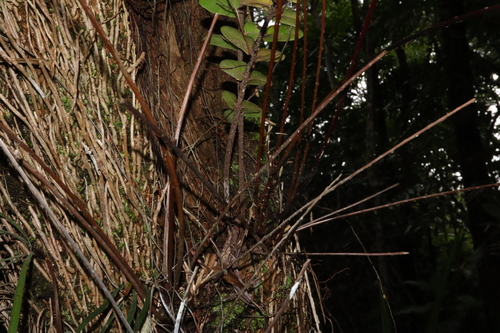 Image of Nephrolepis acutifolia by (c) Thomas Mesaglio, some rights reserved (CC BY)