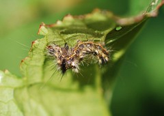 Acronicta rumicis