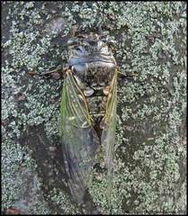 Cryptotympana facialis