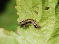 Acronicta rumicis