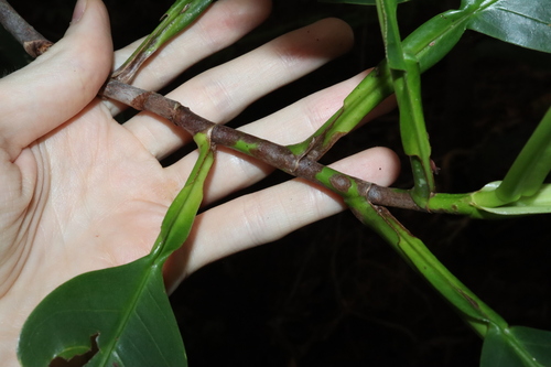 Image of Dillenia alata by (c) Thomas Mesaglio, some rights reserved (CC BY)