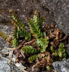 Polystichum kruckebergii