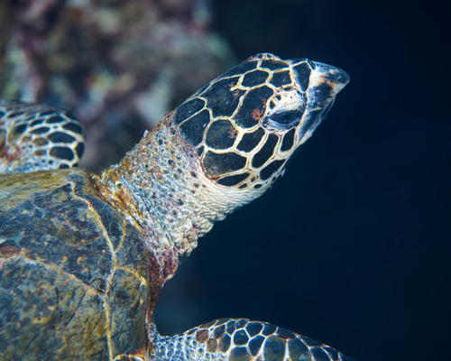 Eretmochelys imbricata observed 2023-05-27