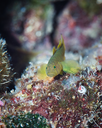 Priolepis, 2023-05-27
