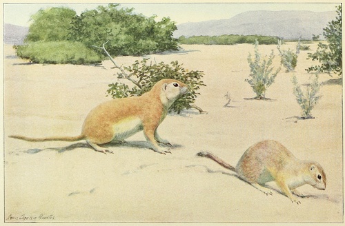 Mohave Ground Squirrel