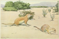 Mohave Ground Squirrel photo 1
