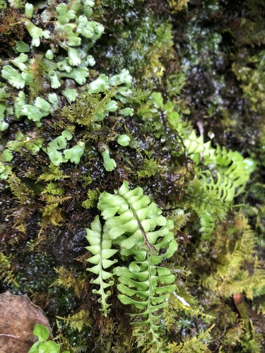 Hymenasplenium unilaterale observed 2023-05-28