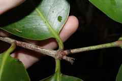 Ixora timorensis