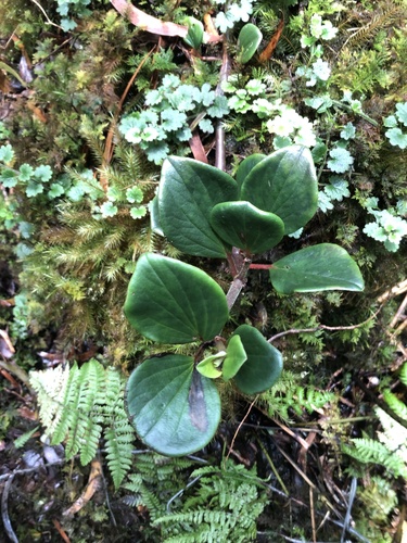 Peperomia obovatilimba observed 2023-05-28