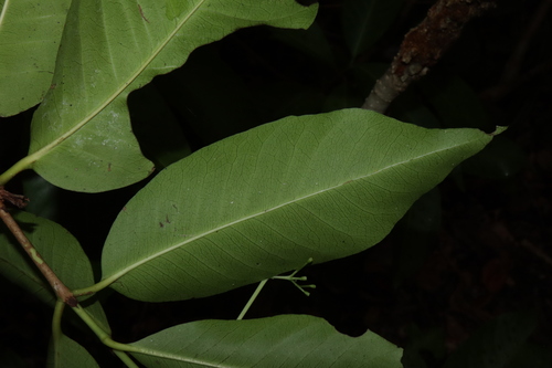 Ixora timorensis, photograph 1