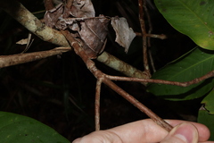 Ixora timorensis, photograph (c) Thomas Mesaglio, some rights reserved (CC BY)