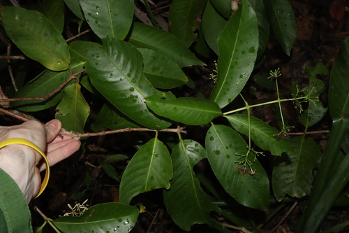 Ixora timorensis, photograph 3