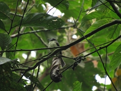 Leptopogon superciliaris