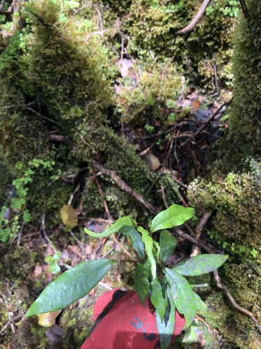 Alyxia stellata observed 2023-05-28