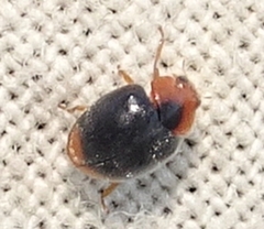 Cryptolaemus
