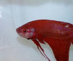 Betta splendens