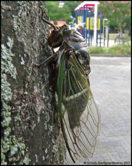 Cryptotympana facialis