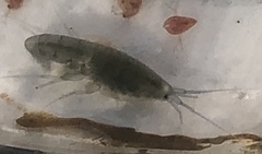 Crangonyx