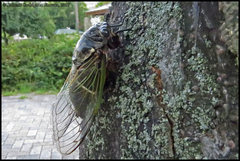 Cryptotympana facialis