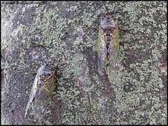 Cryptotympana facialis