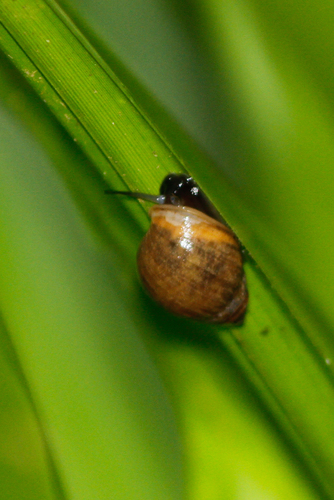 Ellobiidae