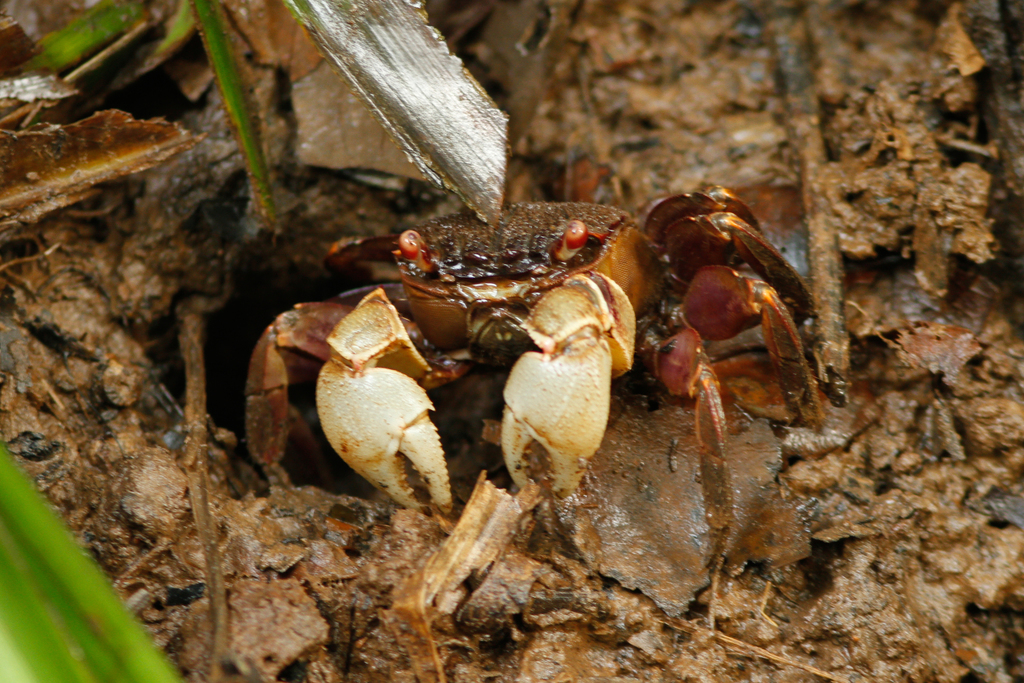Tioman crab