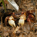 Tioman Crab - Photo (c) Julien Renoult, some rights reserved (CC BY)