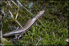 Plestiodon japonicus