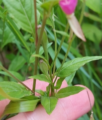 Oenothera rosea image