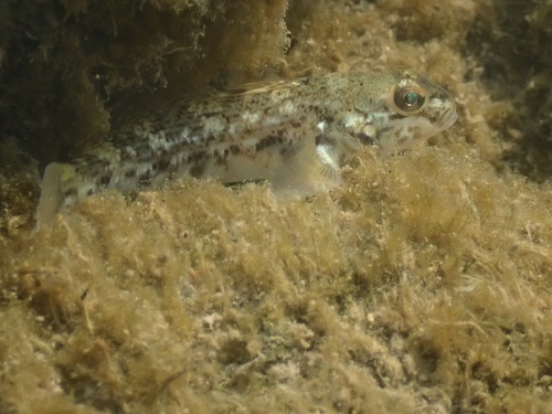 Round Goby