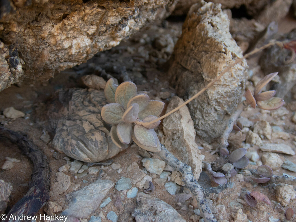Adromischus montium-klinghardtii, Namakwa, Northern Cape, South Africa