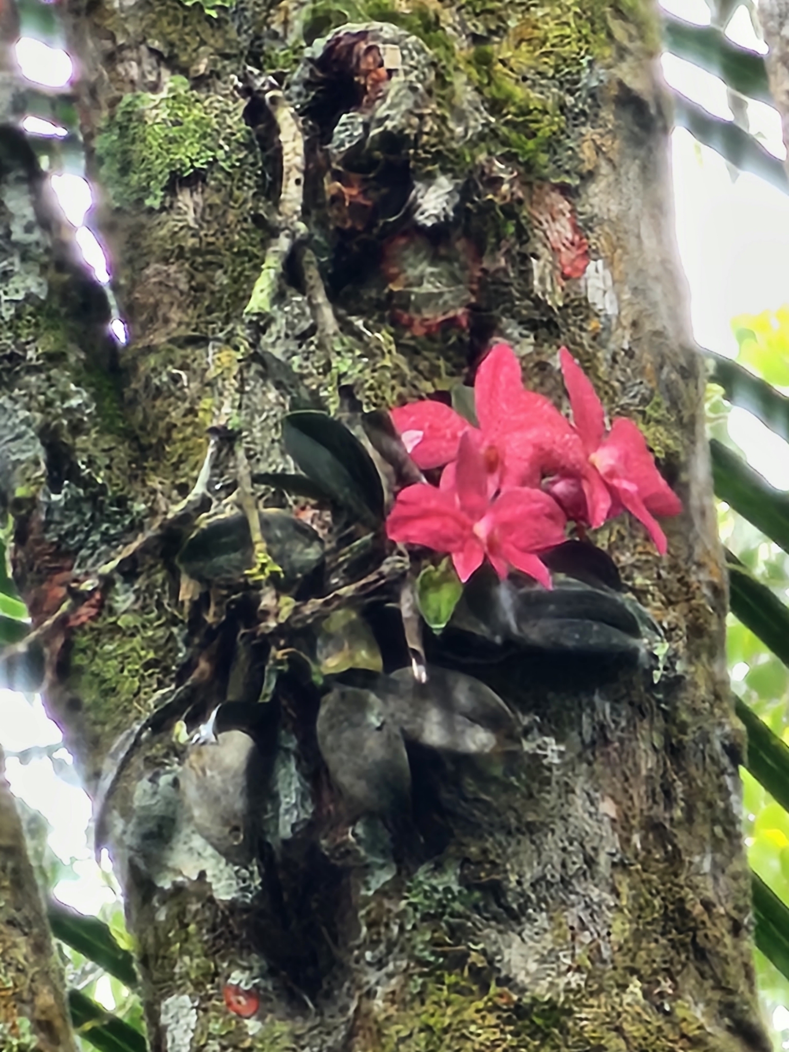 Imagem de Orquídea