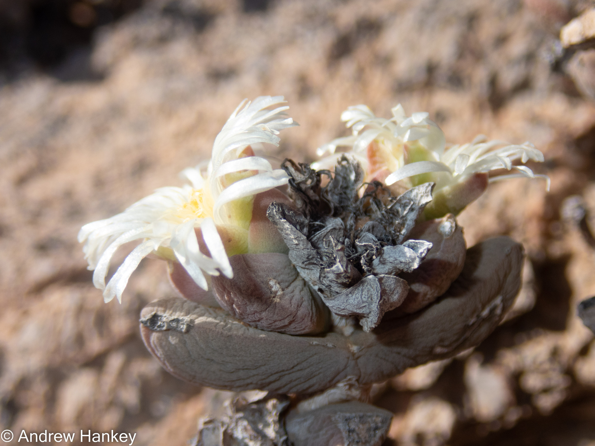 Astridia Velutina (Astridia velutina)