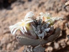 Astridia velutina